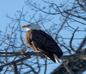 2023 02 11 RedwingEagles 012